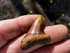 Bakersfield fossil shark tooth sharktooth hill teeth picture
