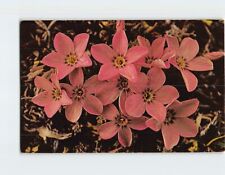 Postcard Siberian Phlox Flowers Ripton River Valley Vermont USA picture
