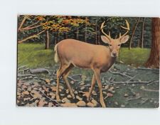 Postcard A Deer Rare Bird & Animal Farm Fairlee Vermont USA picture