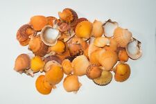 NessaStores Orange Pecten Sea Shell Beach Craft Scallop 2