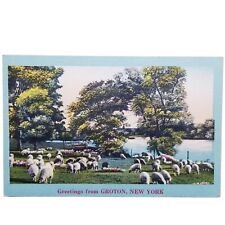 Groton New York NY Sheep Lamb Farm Flowers Pond Lake Grazing Postcard Vtg Linen picture